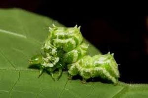 uploads/images/pest/cucurbits caterpillar.jpg